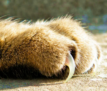 кошачий коготь